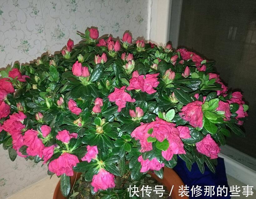 茶花|6种“娇气花”，天热谨慎买，回家就掉花苞，养不活太后悔