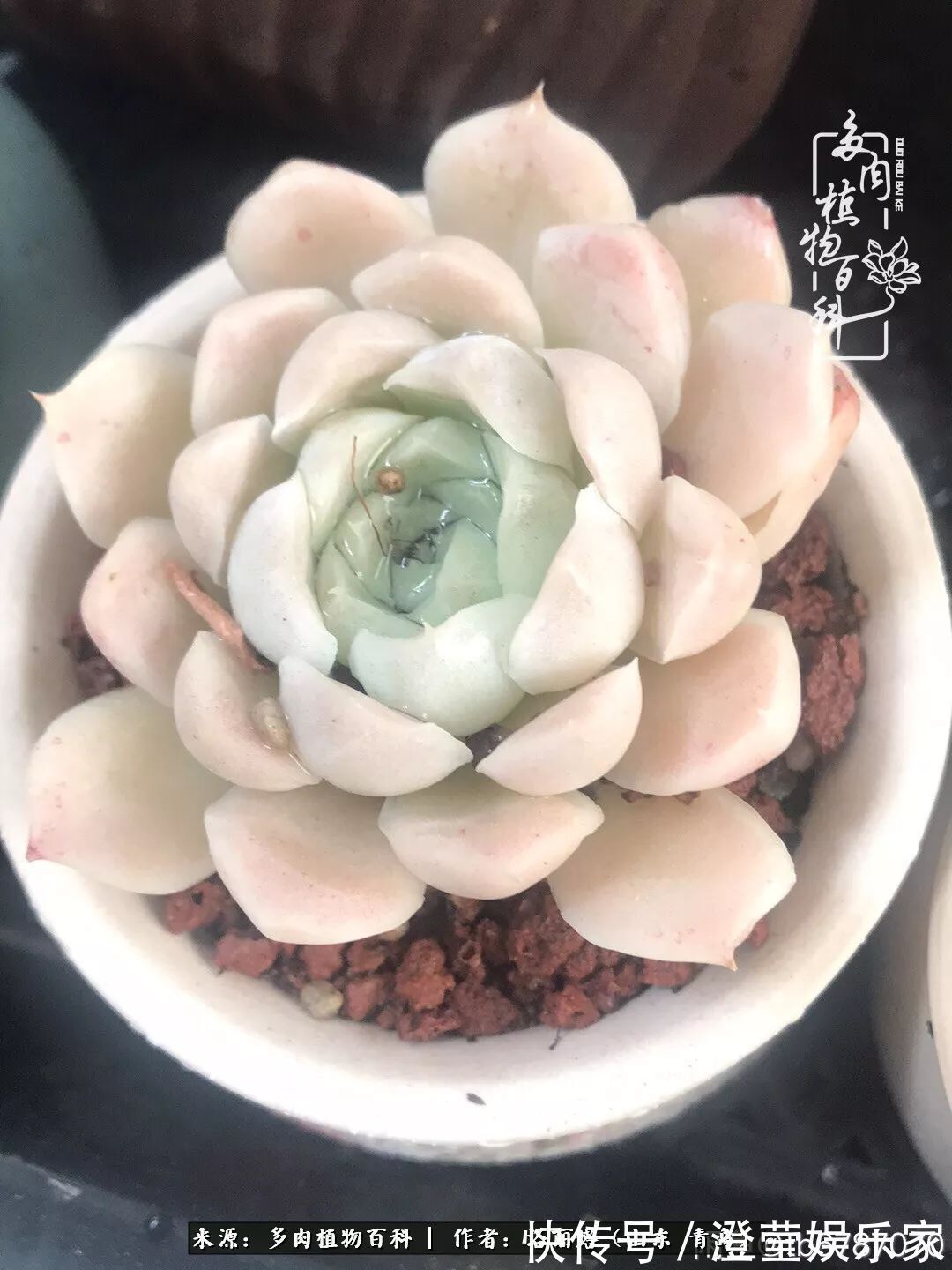 吉娃娃|我和我的“多肉恋人”,怎么样有没有惊艳到你!