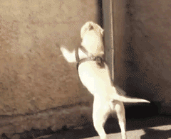 |搞笑动图:这是个什么怪东西,接我一掌!