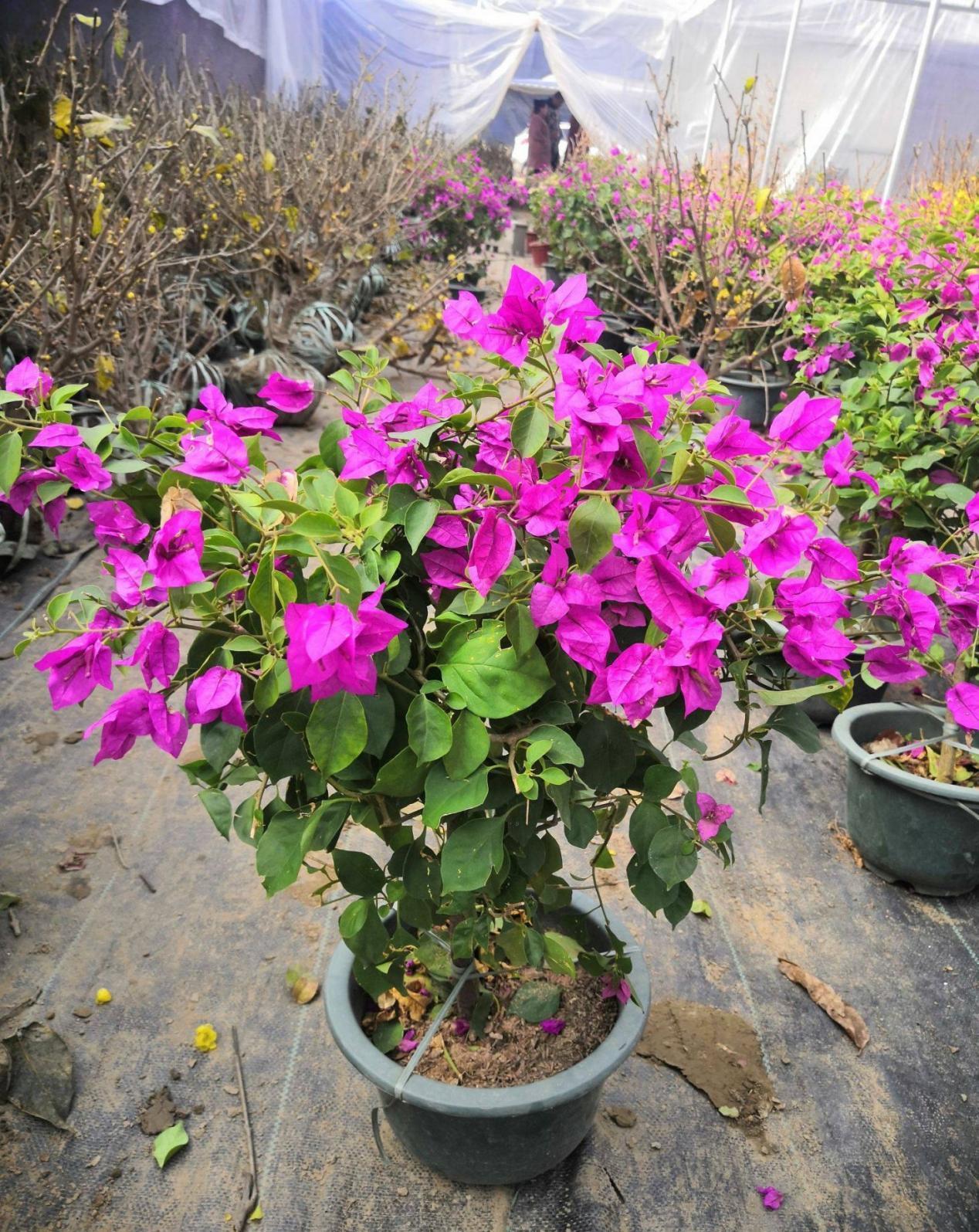 三角梅|将这4点落实到位，盆栽三角梅开花更漂亮，效果肉眼可见的显著