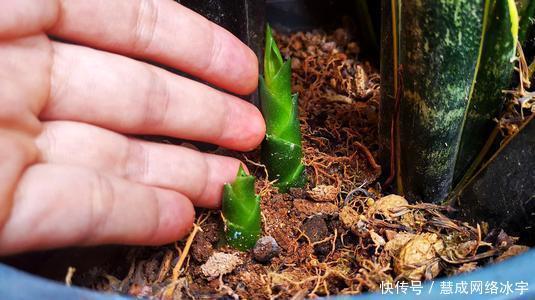 虎皮兰叶片打卷,不冒新芽,“猫腻”在这里,动动手搞定!