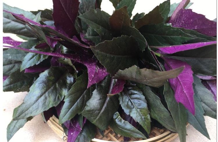 圆白菜|聪明人喜欢吃3种食物,补充营养、增强体质,好吃又不贵!