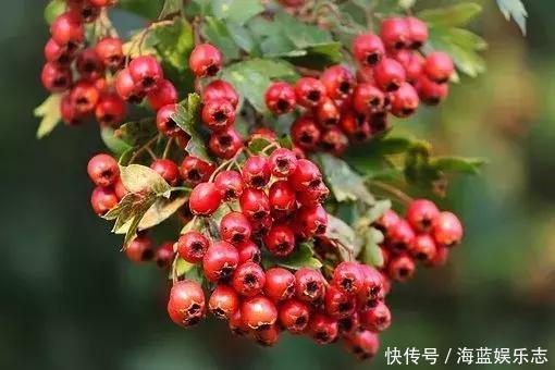 喝茶能养生，喝错反伤身！这样搭配补血养神，清肝明目，消暑健脾