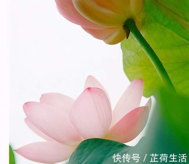 舍卫国!佛陀开示人生无常,这个世界最珍贵的是好人,一切平等的众生