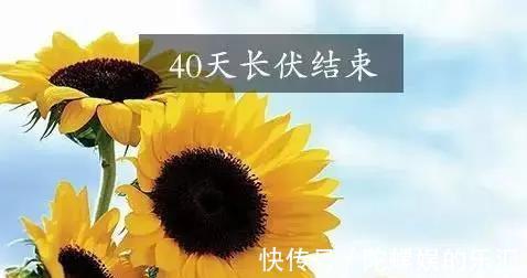 中伏|头伏、中伏、末伏哪个伏最热，究竟是为什么呢？看完后，长知识了