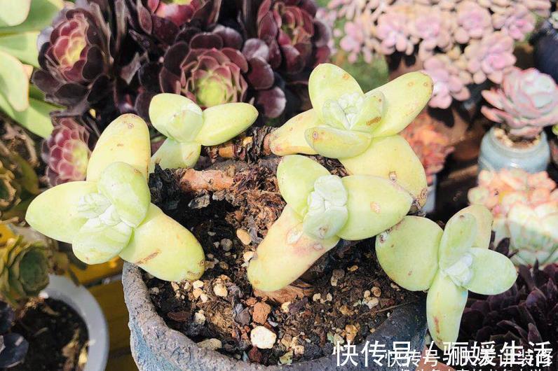 枯叶|多肉底部的枯叶该摘掉吗?当然要摘,但有些品种的枯叶不能全摘