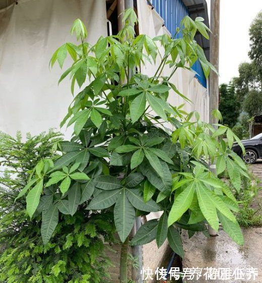 木醋液|发财树夏季养护“策略”,做好才能长势旺,特别是最后一点要舍得