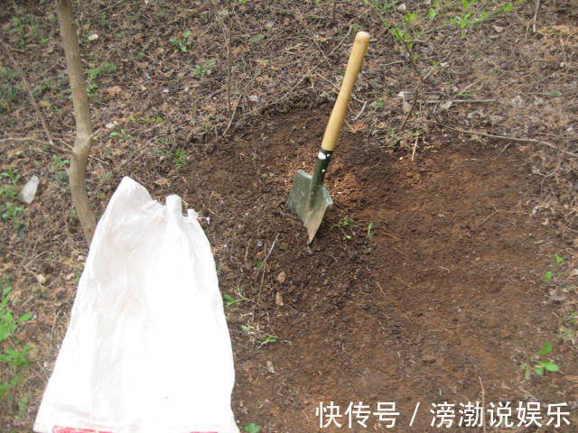 杀菌|养花上盆前，记得“多做一步”，不然“招虫子”，还烂根！