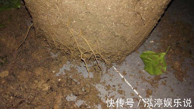 幸福树|幸福树盆栽,养护注意“4点”,新芽多,特别茂盛,还能养开花