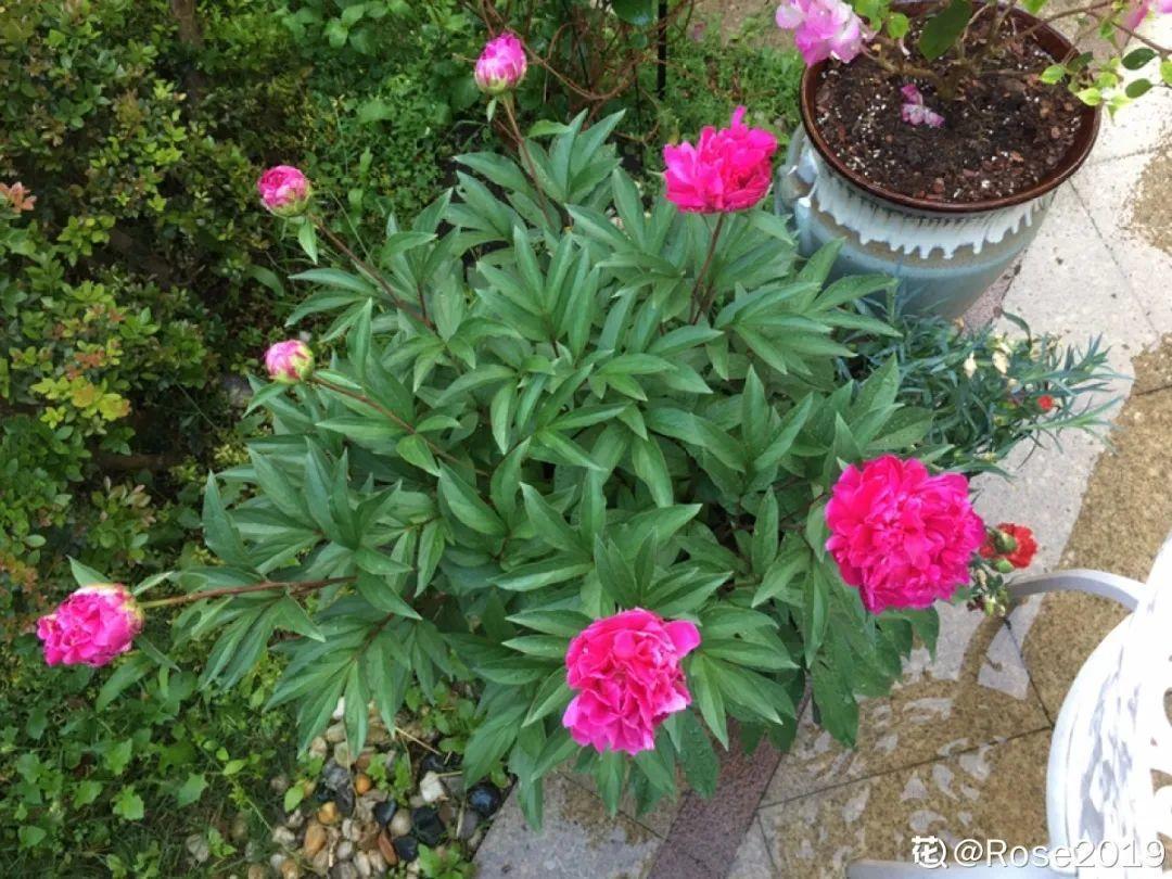 营养液|马上进入花期的花,10天一次肥,下个月就开花