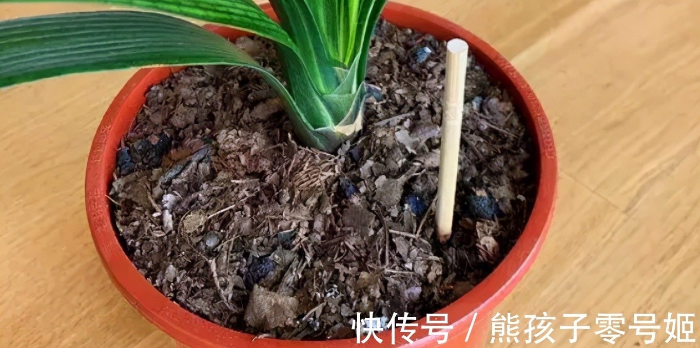 花生粒|养花得掌握施肥诀窍，知道怎么用好颗粒肥、花生肥