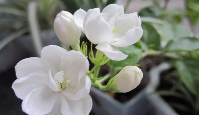 4种花超受欢迎的,价格便宜花期长,花大色艳,花香易打理