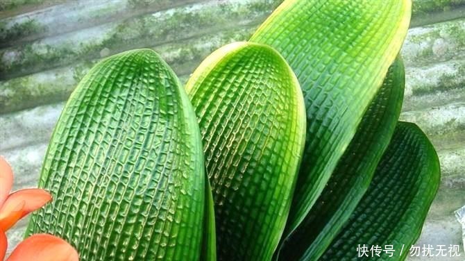 花盆|路边捡一把扔到花盆里，土壤肥的流油，根壮不腐烂，3年不用换土！