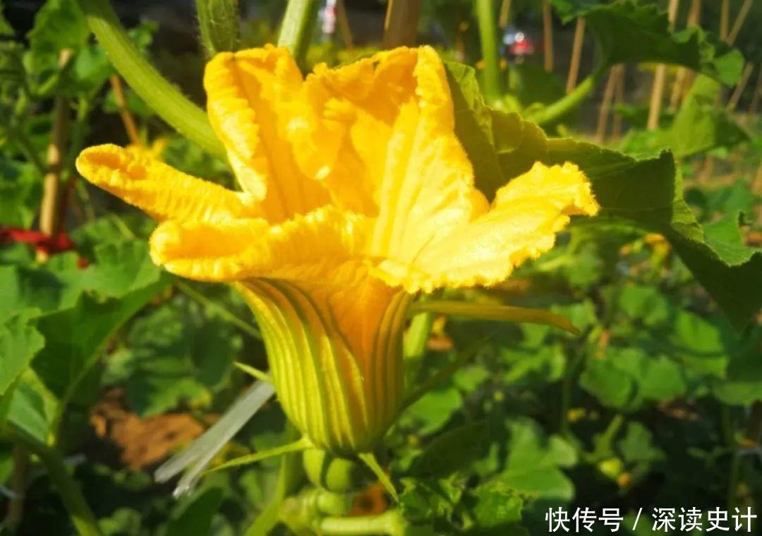 农村的6种花,烙饼子、炒菜、炖汤···再晚没得吃了!