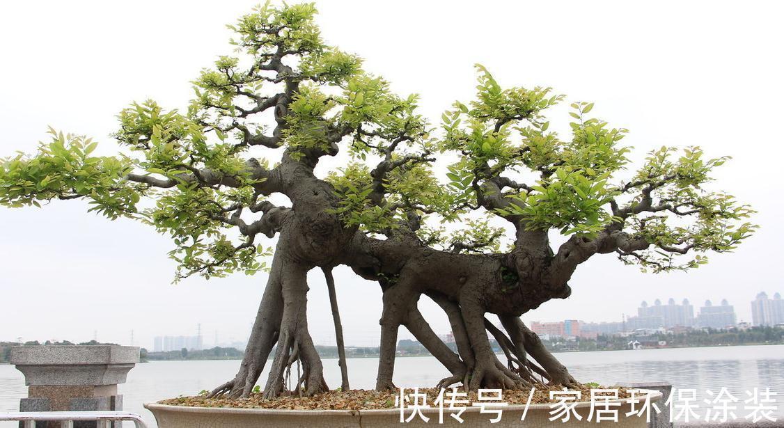 关于盆景的,3大误区,走出误区养出精品盆景