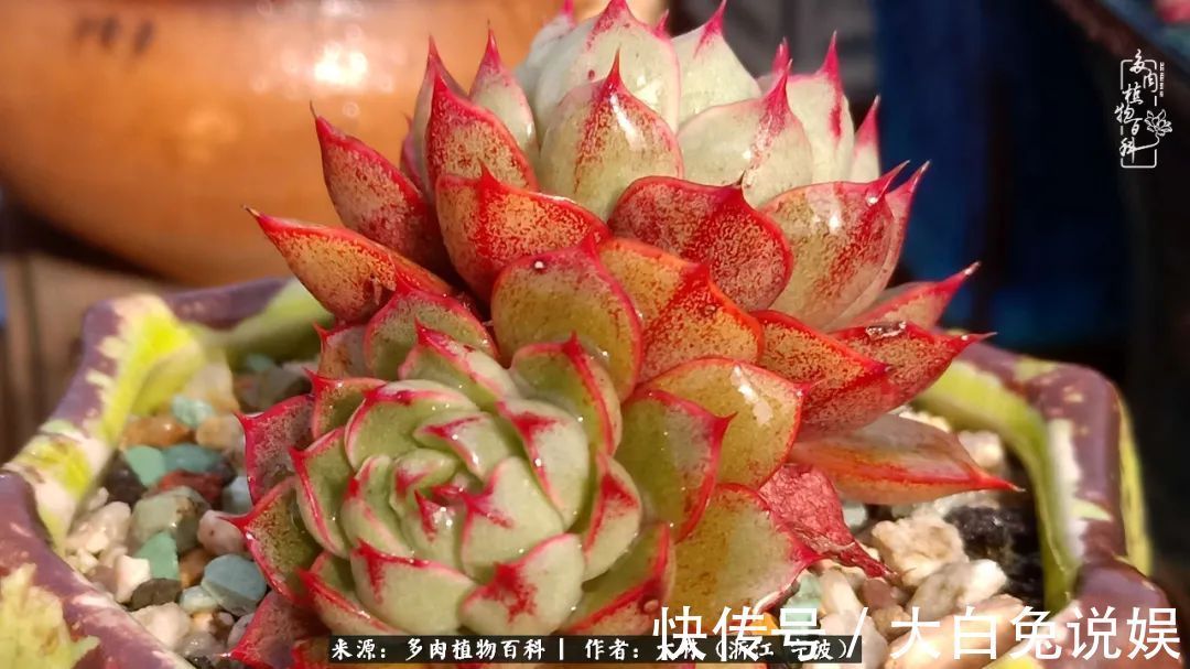 人非咸鱼,岂能无爱好!多肉这个坑我是出不去了!