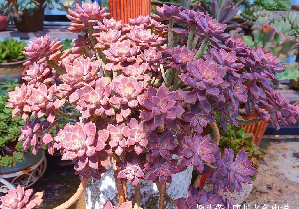 新手必入的8款多肉,如果把它们都养挂了,那说明你真的不够用心