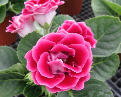 大岩桐怎么养更美观教你3个小妙招，养出艳丽多彩的大岩桐