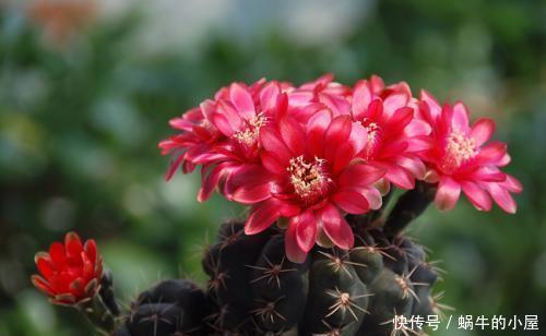 种花|4种花,赶紧“丢出去”,晒得越狠开花越多,不然今年没花赏