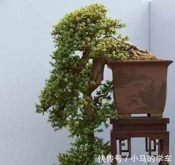 塑型|金枝玉叶,别养错了,30天剪一次,精雕细琢,养成盆景才漂亮!