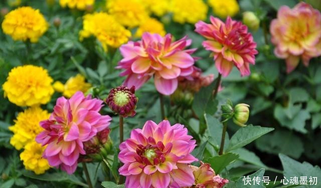 院子中一定要种的花,它的美远超你的想象!