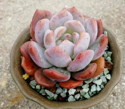 价钱|阳台养多肉别错过这5款莲座型的品种,与价钱无关,就是很适合