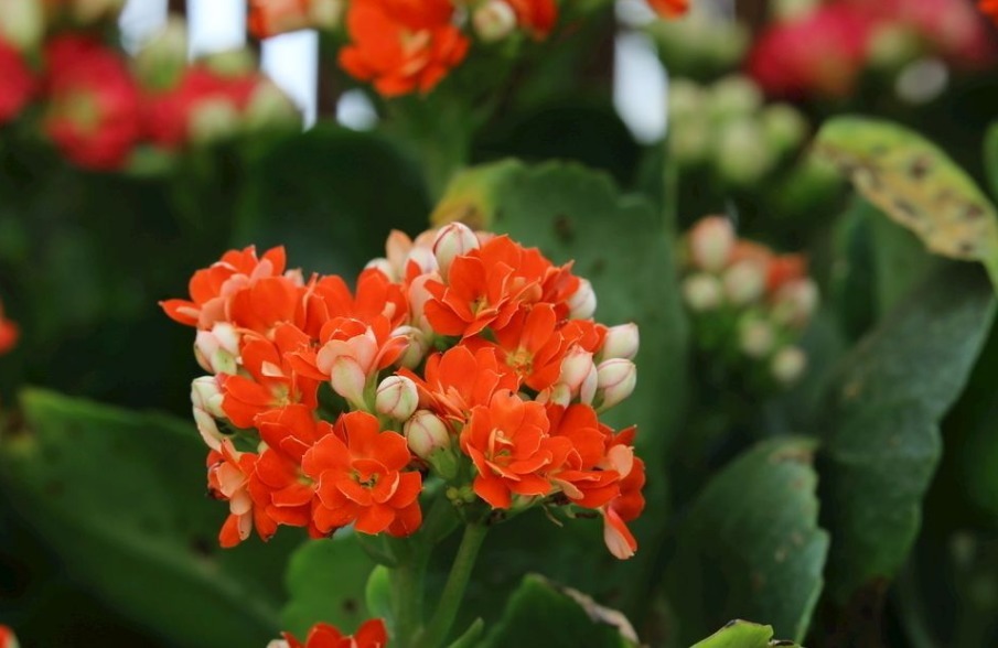 长寿花不长苞,改正这“3点”,开花次次爆盆,变成“大花球”