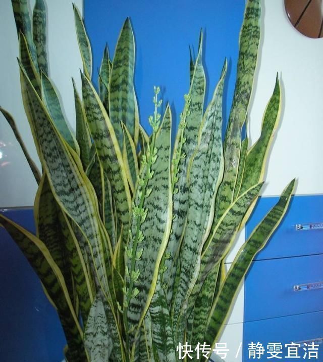 虎皮兰|养虎皮兰,3大“死穴”别碰,一碰黄叶、烂根,没新芽