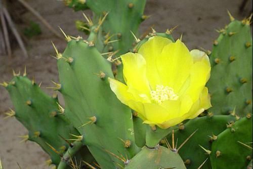 此花是坚强的花,因为心太柔软,所以才加了一套铠甲