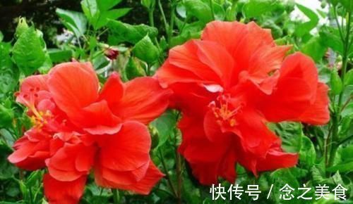 月季花|号称开花机器的4种花，能开花一整年，好看又好养，室内也能栽