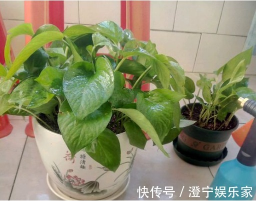 烂根|降温后绿萝发霉，烂根，这么补救有效，新手总算有救啦