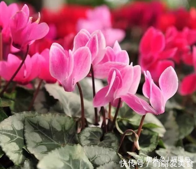 此花妖艳夺目烂漫多姿，给人一种展翅高飞的感觉，象征吉祥的到来