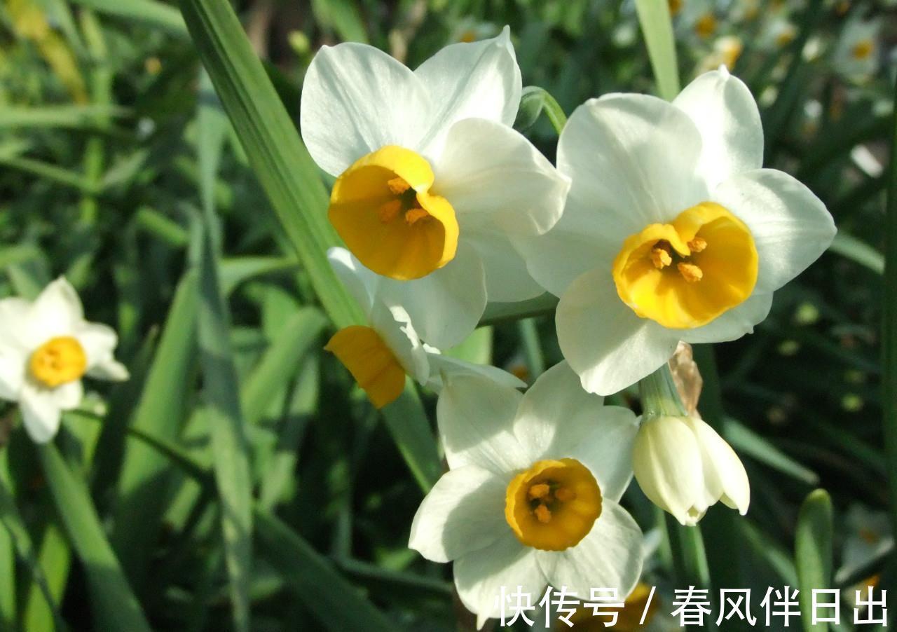 水仙花|养花试试这几款,洁白无瑕,香味浓郁,养护得当能开花不断