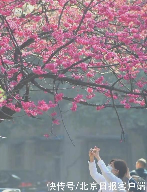 樱花|春在枝头已三分，多图养眼