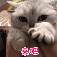 爱了爱了|爱了爱了！你们的温馨小家
