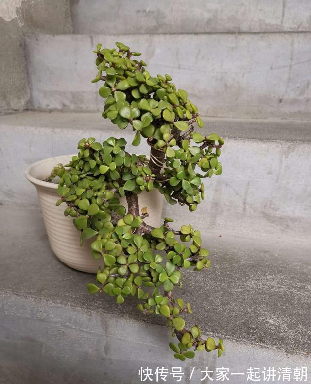 家有老人，适合养这3种花，旺人气，养神养心益长寿