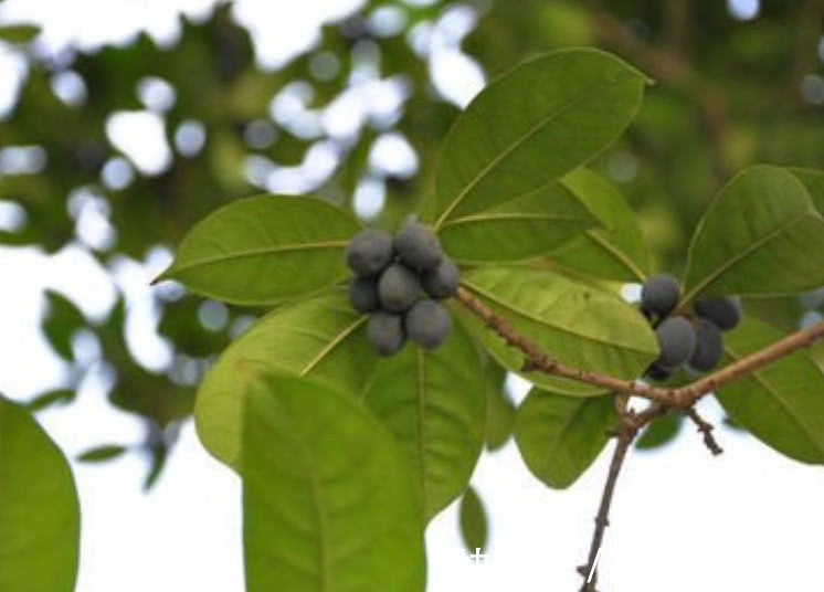 大家都喜欢这种树开的花，但结的果实却少有人知，一斤要好几百