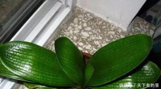 把它倒在花盆里,君子兰疯长如野草,一次能开30多