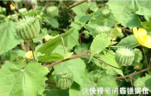 响耳|山林中常见的“小磨盘”,是“响耳的灵药”,可惜很多人都不知道