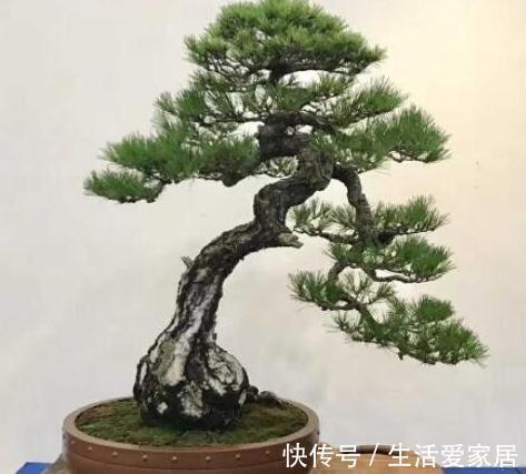 松针|玩盆景不玩松到老一场空,不懂造型,修剪,到老还是空空空