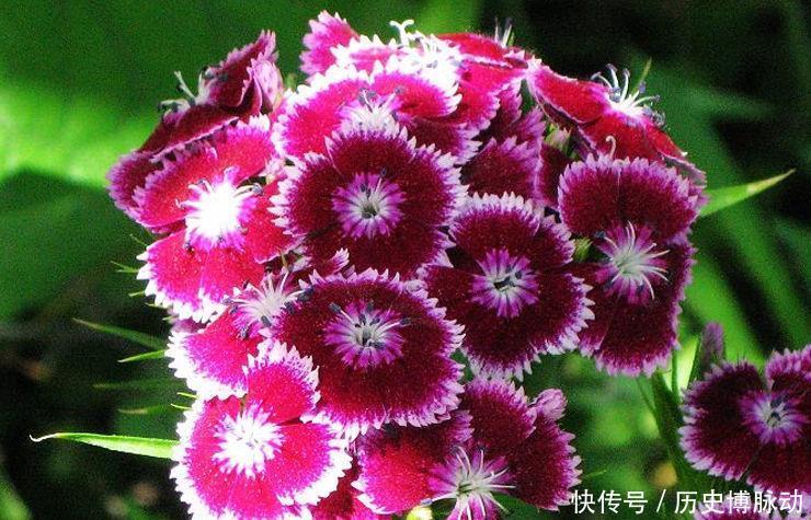 冬天养几款花卉,风吹开花旺,四季开花不断,阳台变成小花园