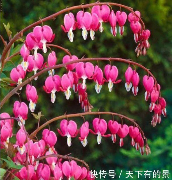 4种花养在家里,非常容易长爆盆,十分美丽,生命力顽强