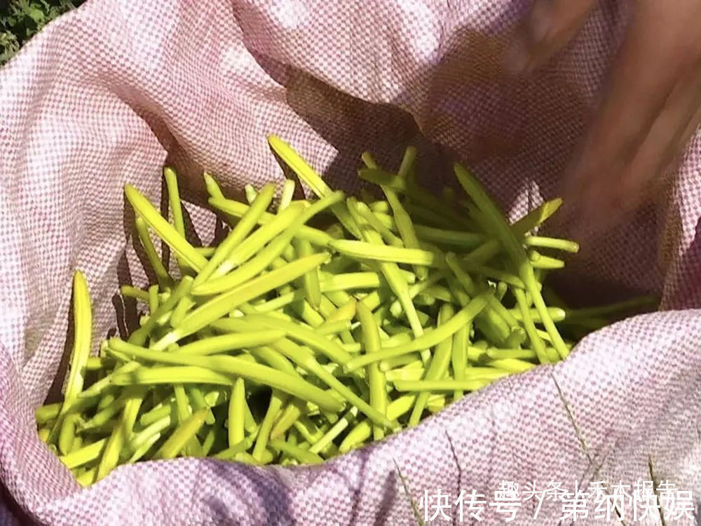 秋水仙碱|新鲜的有剧毒,晒干后却成高钙菜,一斤40元,6月采摘最好吃