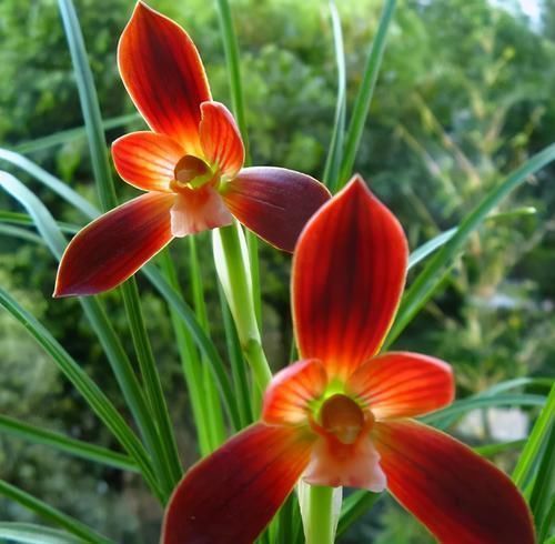 曾经的“国兰第一红”,现在很便宜,花色艳丽,多次兰展获奖