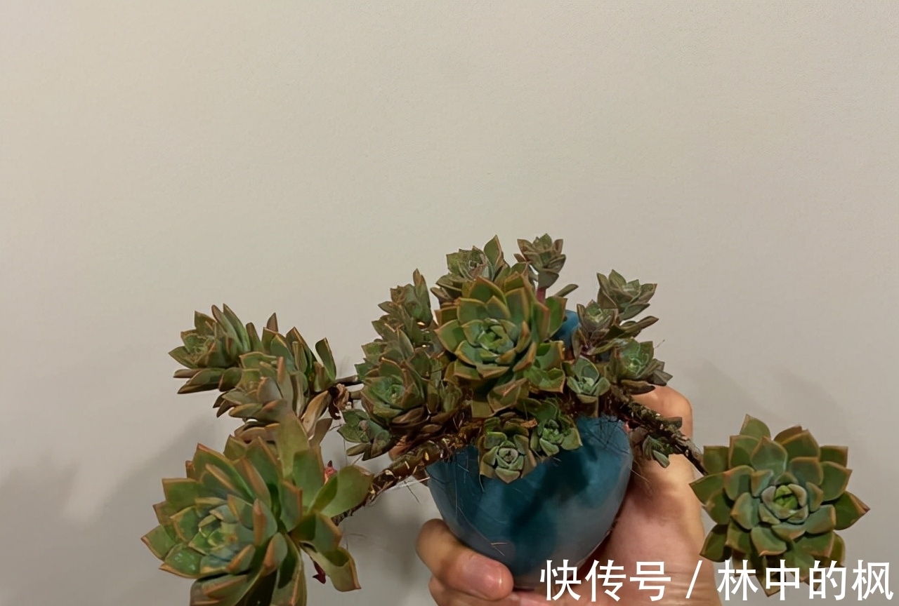 花友们|养多肉马库斯，花友们遇到的4个问题，说一下我的答案