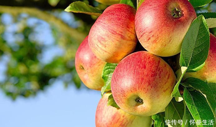 苹果|立秋后,常吃苹果好处多,但切忌与一物同食,却有很多人不清楚