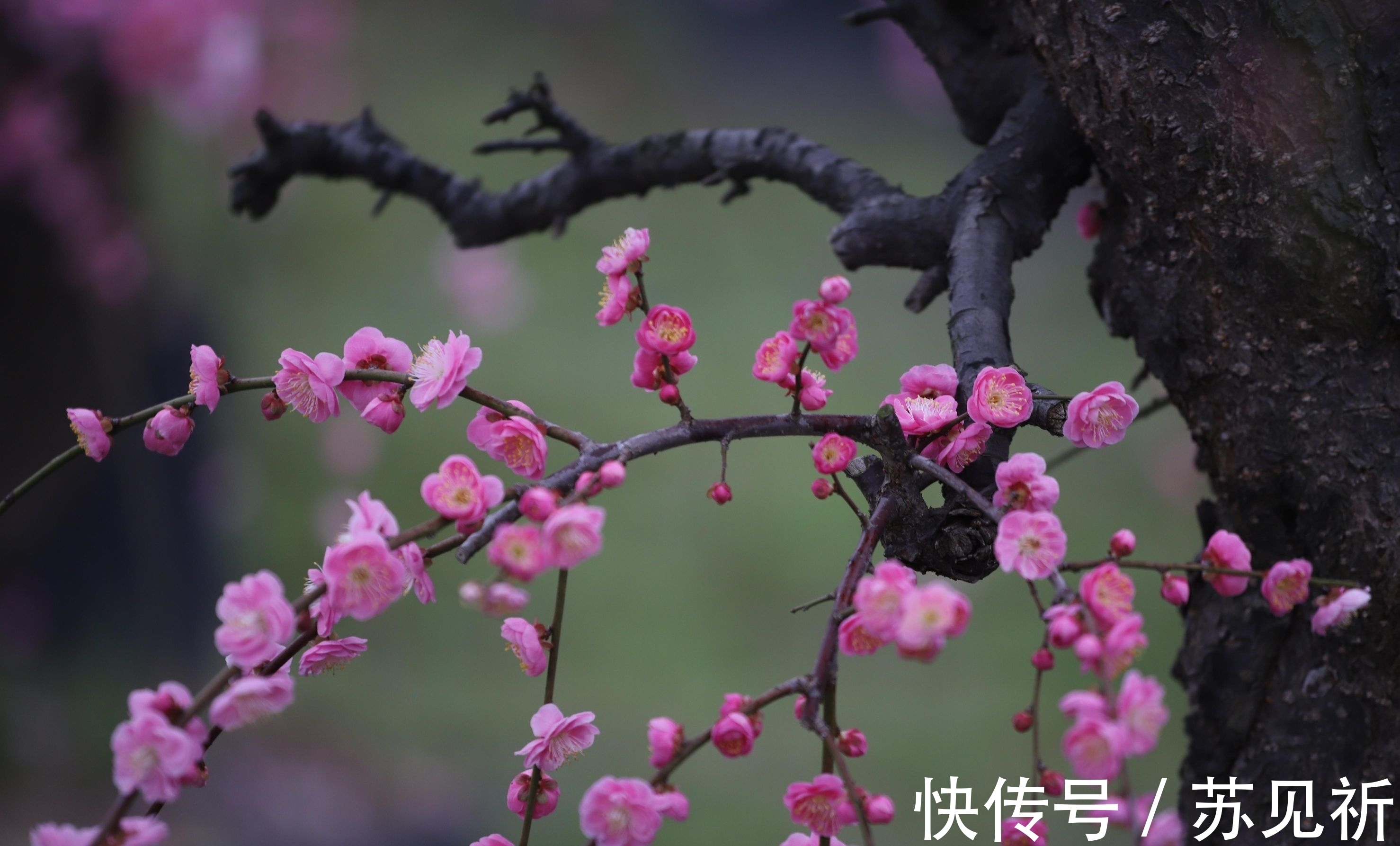 桃李$明代于谦一首梅花百咏：如玉肌骨，雪样精神，蕴含哲理，寄意遥深