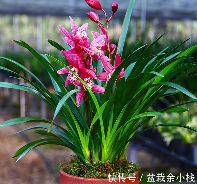 月季|新手养花“黑名单”,新手最好敬而远之,这些花买了也养不活