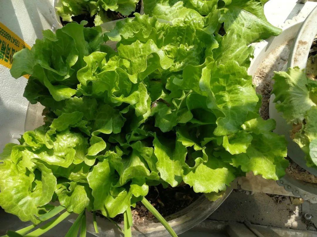 阳台养这10种菜,长得快、结果多,全家都够吃!