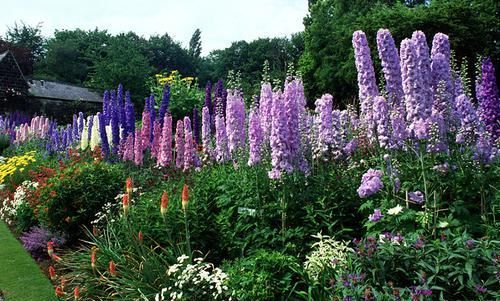 它名“大花飞燕”，花朵又大又密，一枝开100朵，好看好养